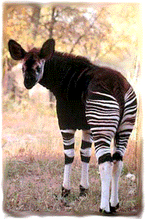 Okapi